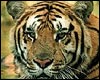 Wildlife Tours India