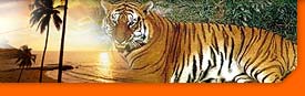 corbett tiger safari tour packages
