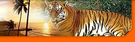 ranthambore Wildlife Tours