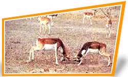 Ganjer Wildlife Sanctuary